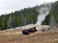 Yellowstone Old faithfull et ses environs (12).JPG
